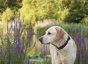 dog-event-manderscheid-3